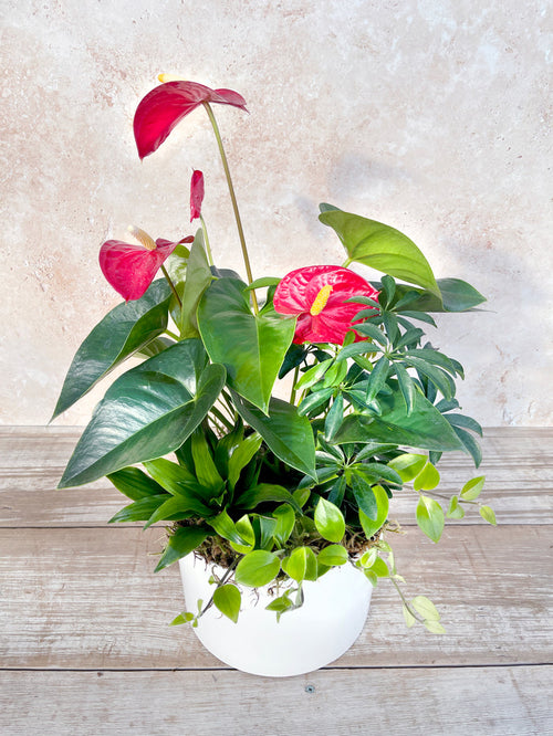 9" Anthurium Garden