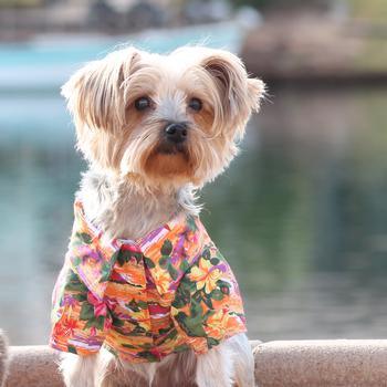 Doggie Hawaiian Camp Shirt - Sunset Hibiscus - Winey Bitches - Wine- Women- K9's