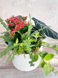 Happy Hello 9" Planter
