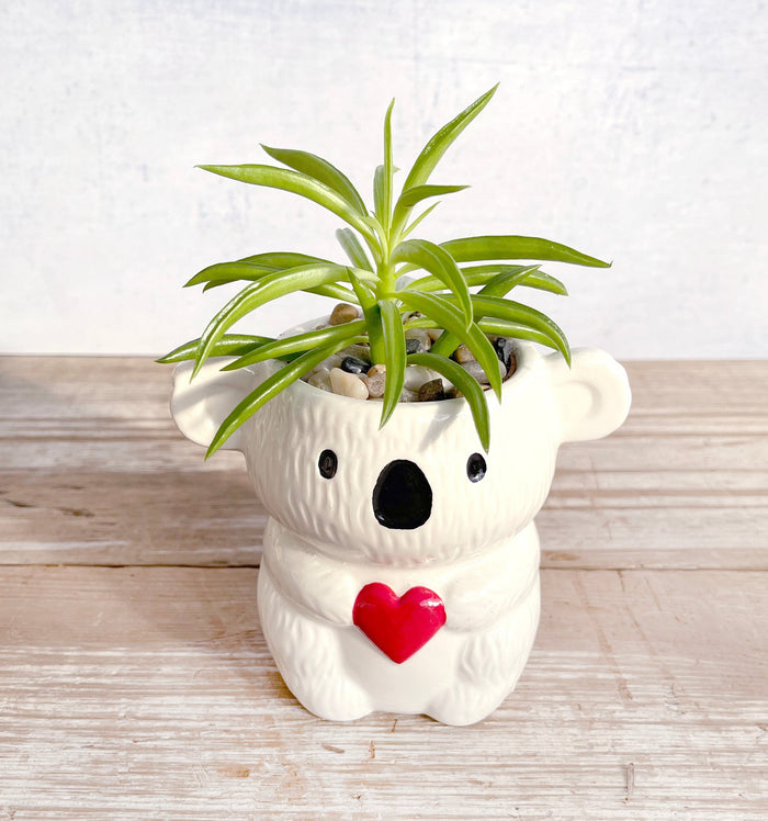 Koala Kisses - 2" Pot