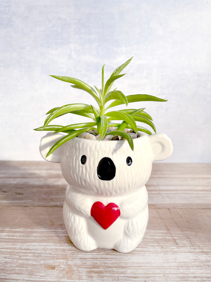 Koala Kisses - 2" Pot