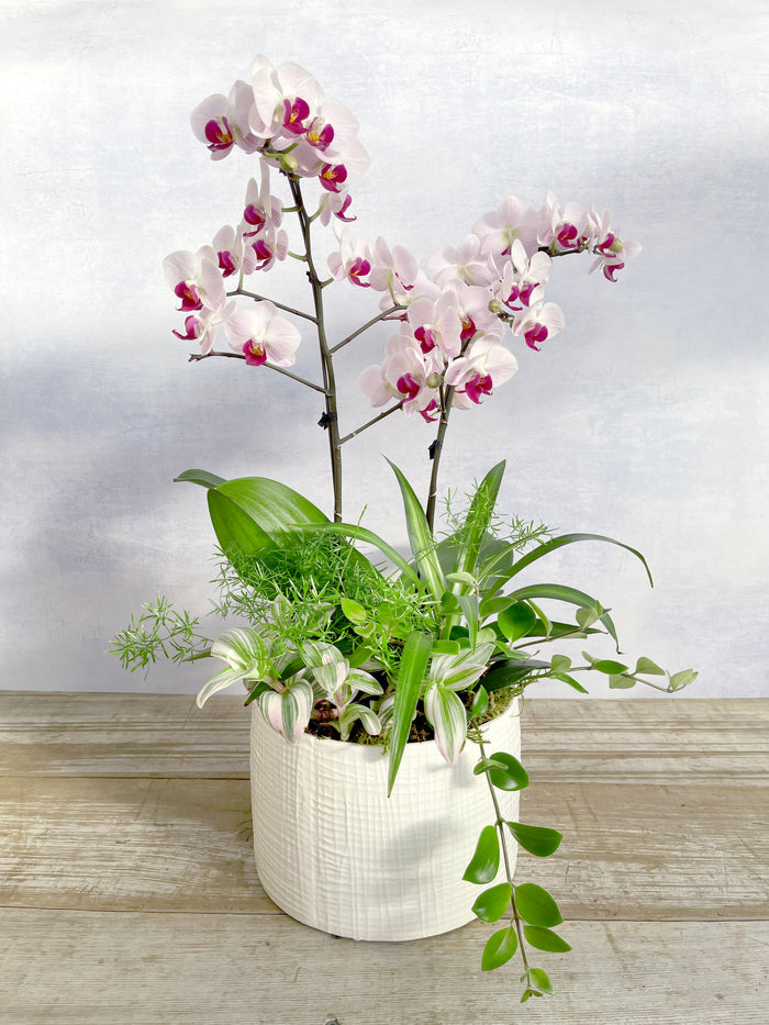 Orchid Symphony - 9" Orchid Planter
