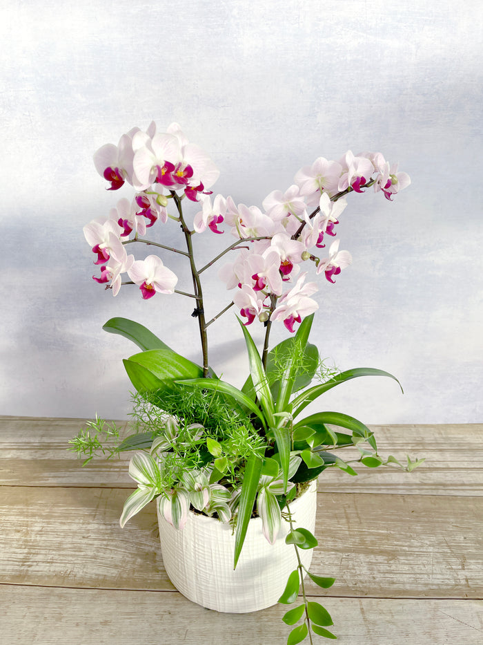 Orchid Symphony - 9" Orchid Planter