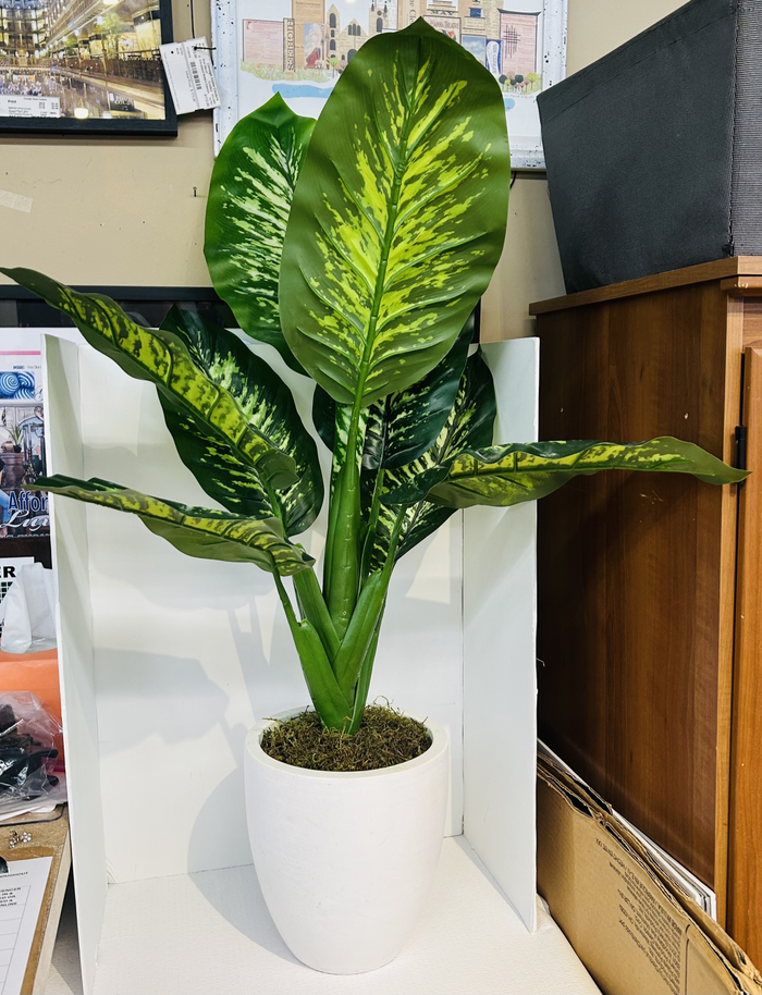 Plant
